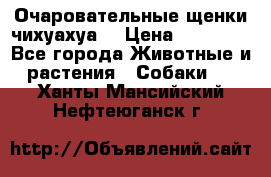 Очаровательные щенки чихуахуа  › Цена ­ 25 000 - Все города Животные и растения » Собаки   . Ханты-Мансийский,Нефтеюганск г.